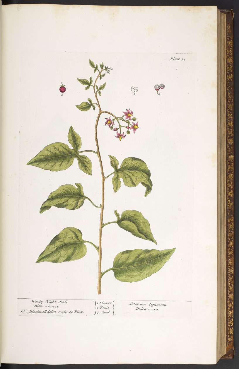 Plate 34, Woody Night-Shade, Bitter Sweet, from 