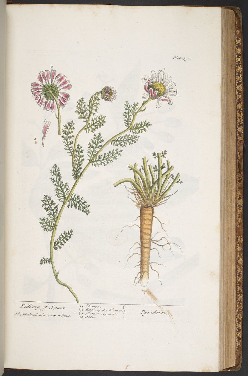 Plate 390, Pellitory of Spain, from 