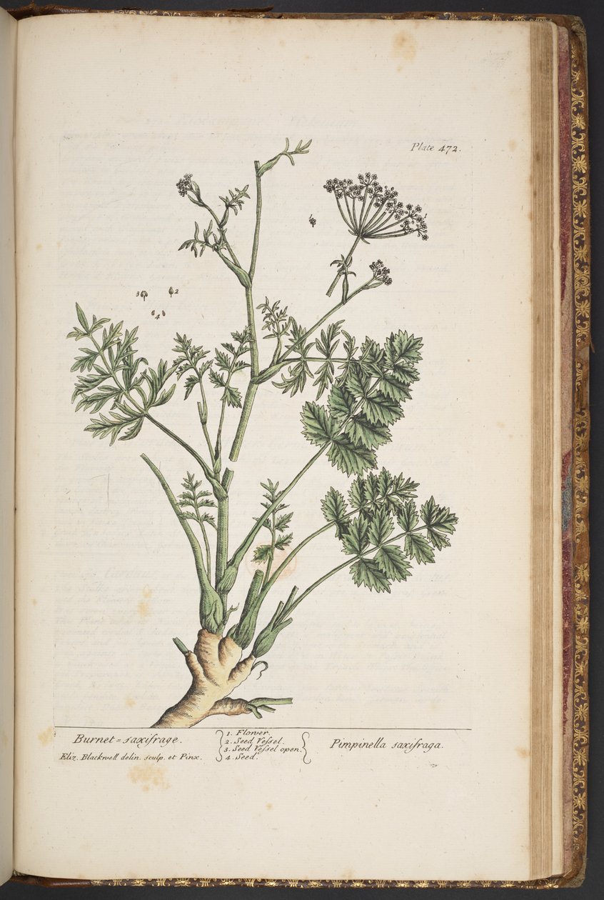 Plate 472, from A Curious Herbal by Elizabeth Blackwell