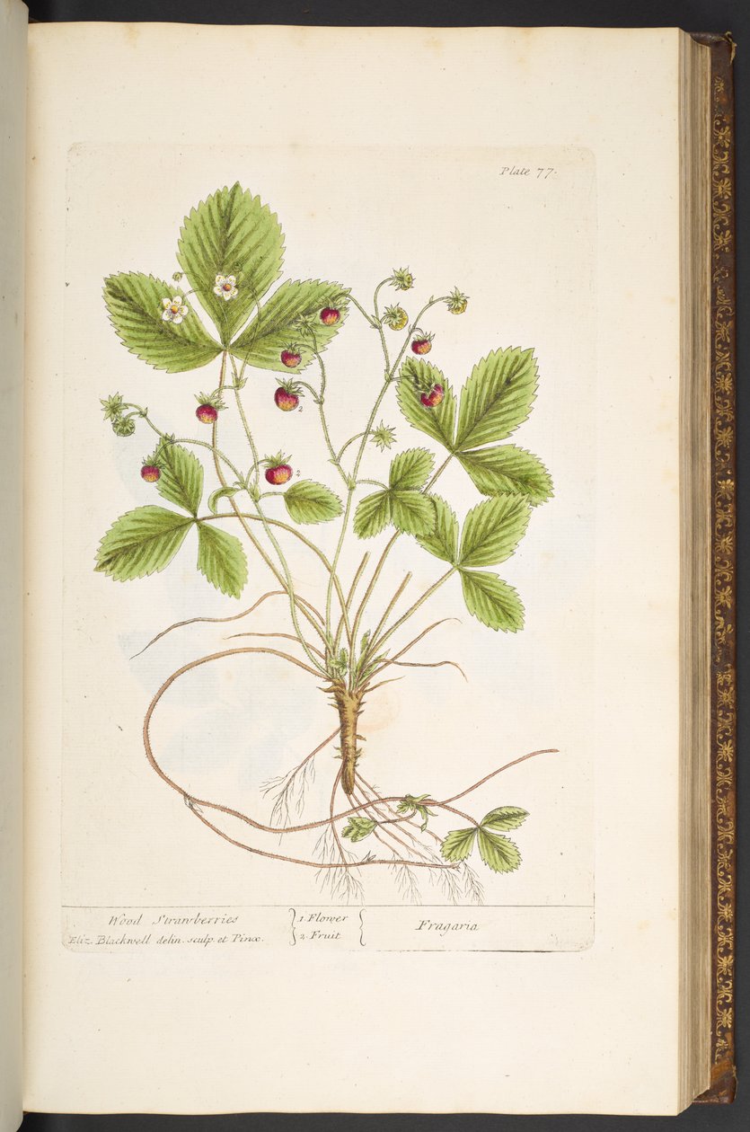 Plate 77, from 'A Curious Herbal' by Elizabeth Blackwell