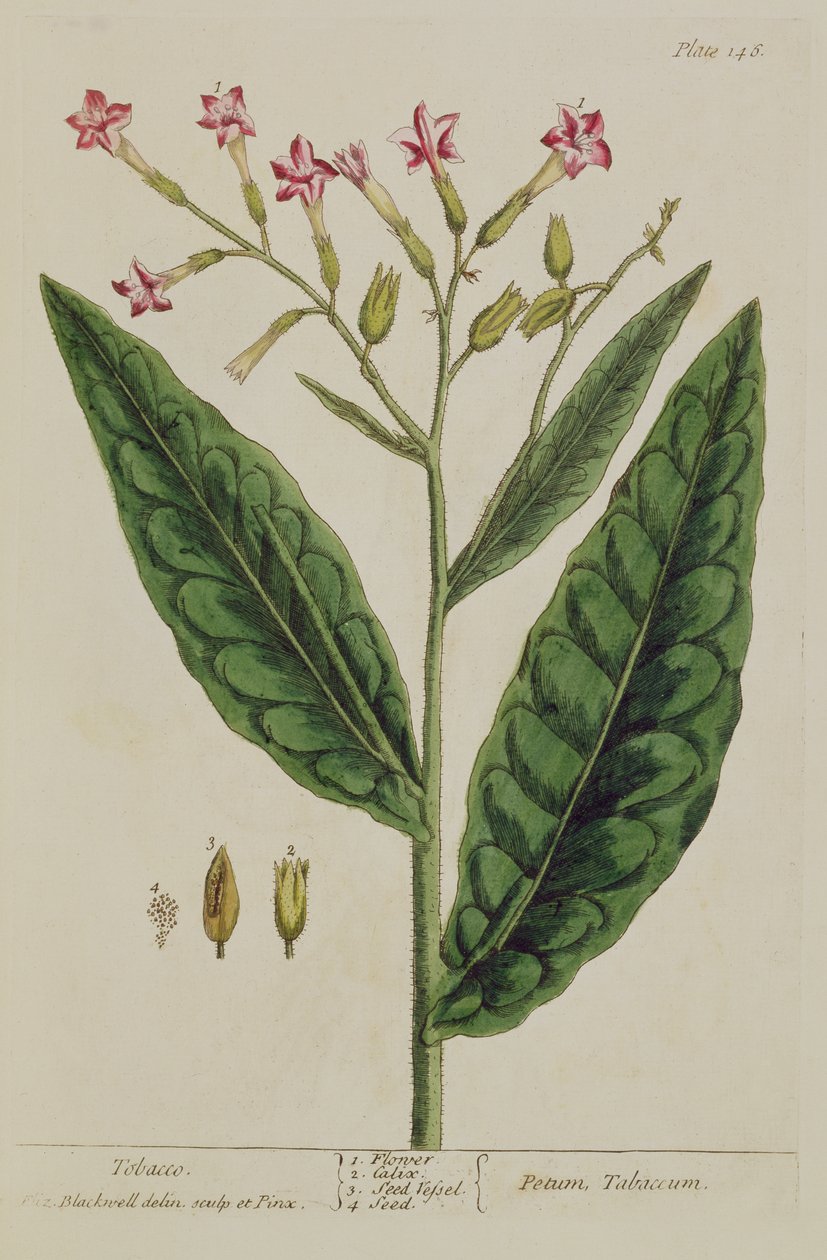 Tobacco, plate 146 from 