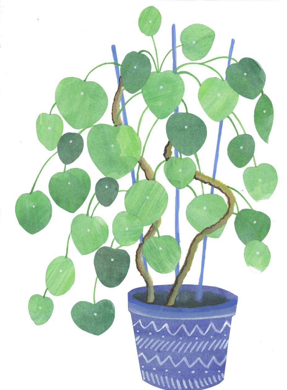 Pilea Plant by Elizabeth Rider
