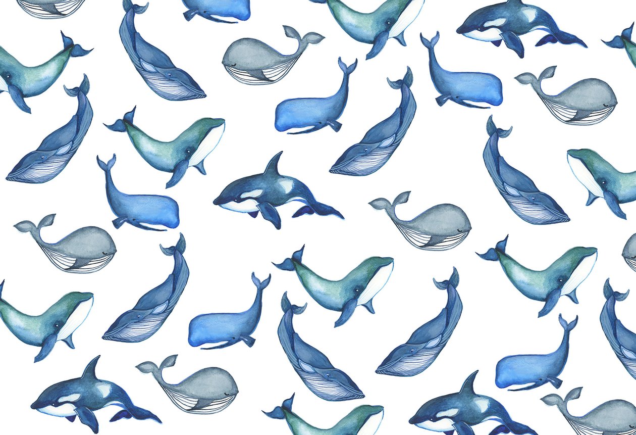 Whales, 2017 by Elizabeth Rider