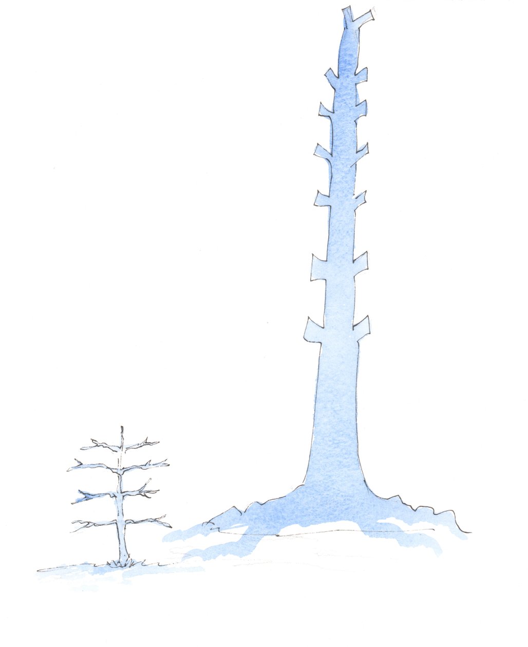 The Church has grown, as a giant oak grows from a sapling by Elizabeth Wang