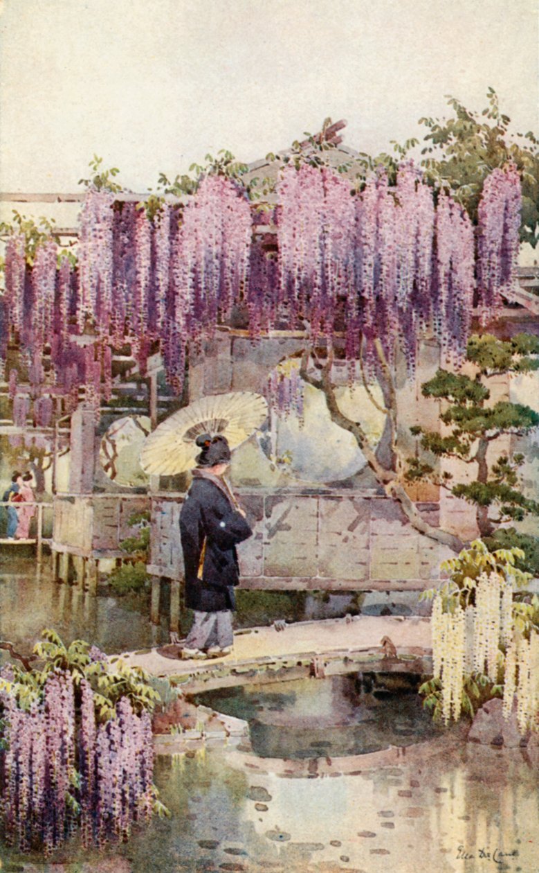 Wisteria, Kabata by Ella Du Cane
