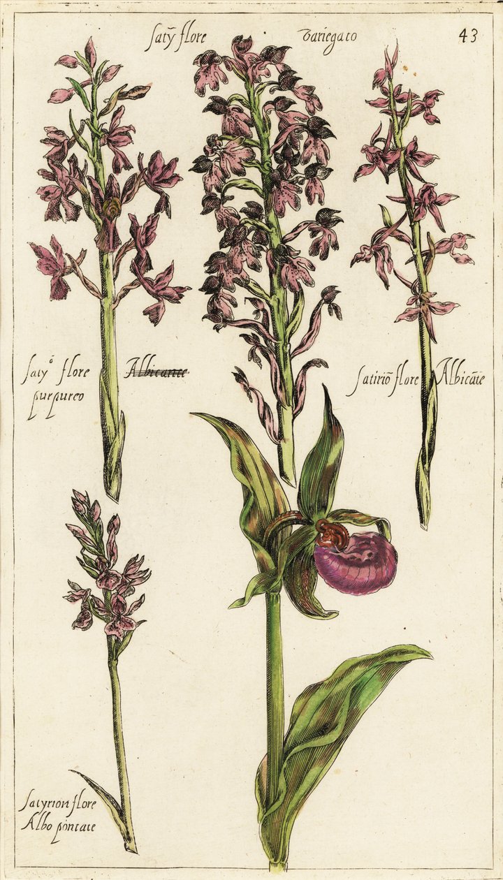 Different Varieties of European Orchids, Lady