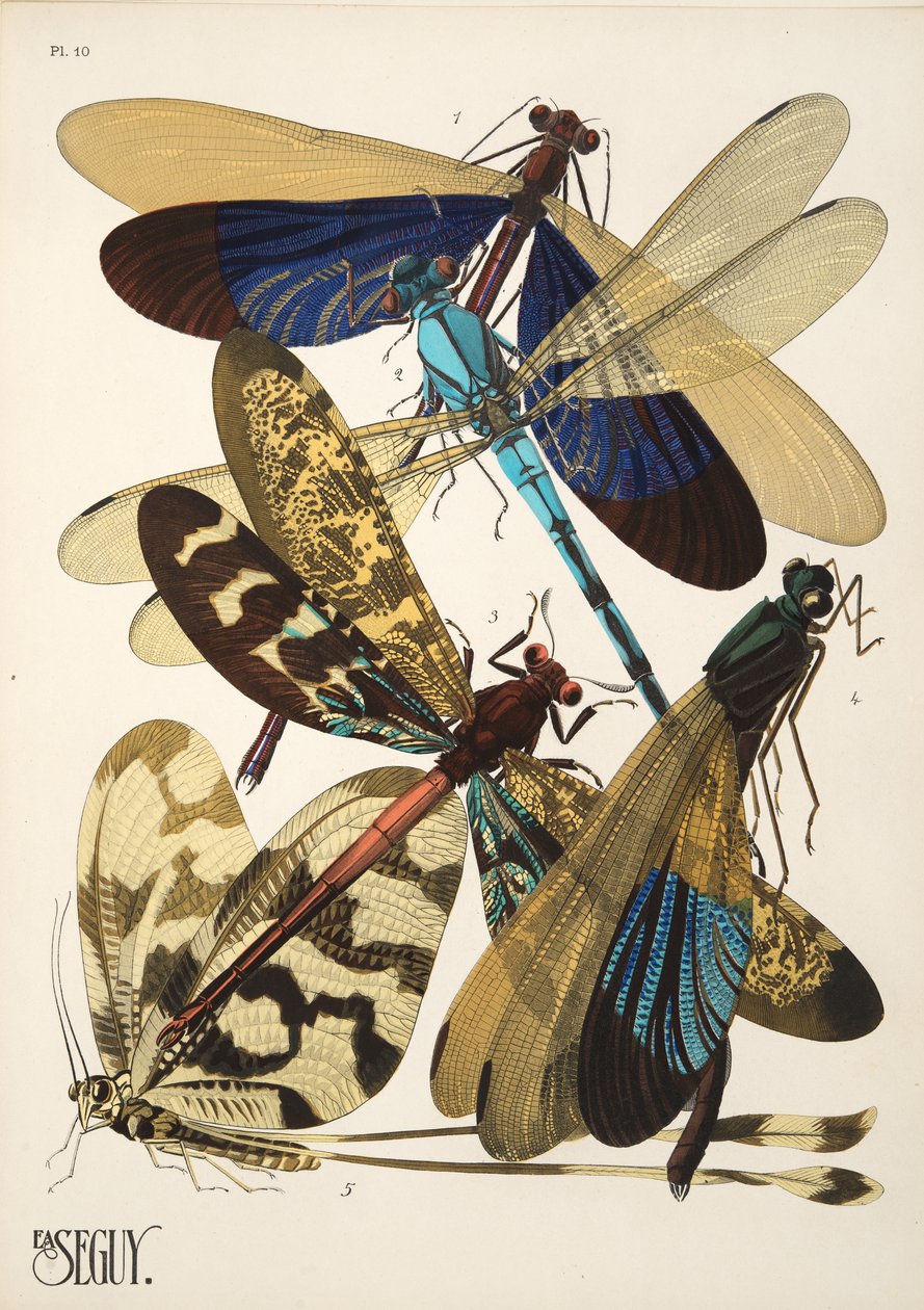 Plate 10 from Insectes, pub. 1930