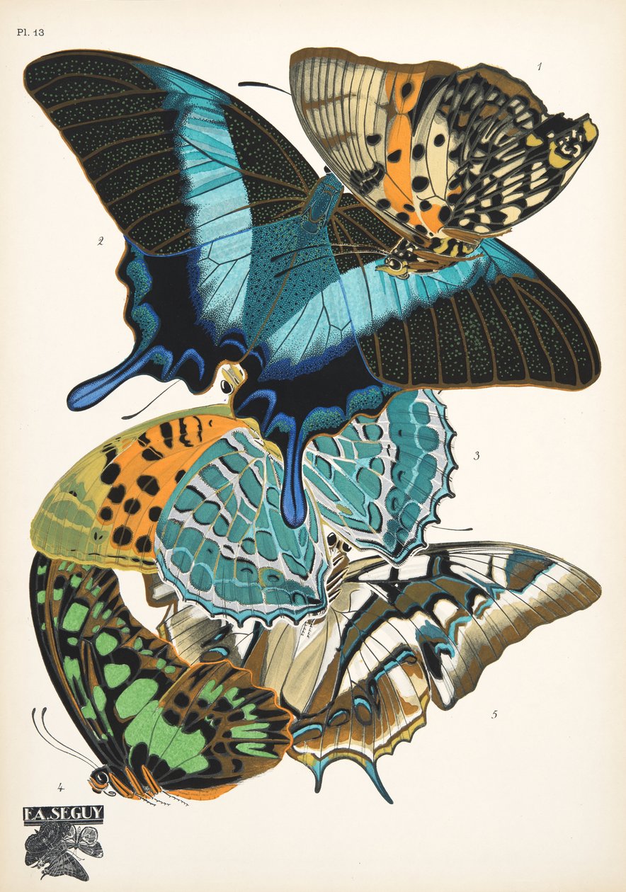 Plate 13, from Papillons, pub. 1925 by Émile Allain Séguy