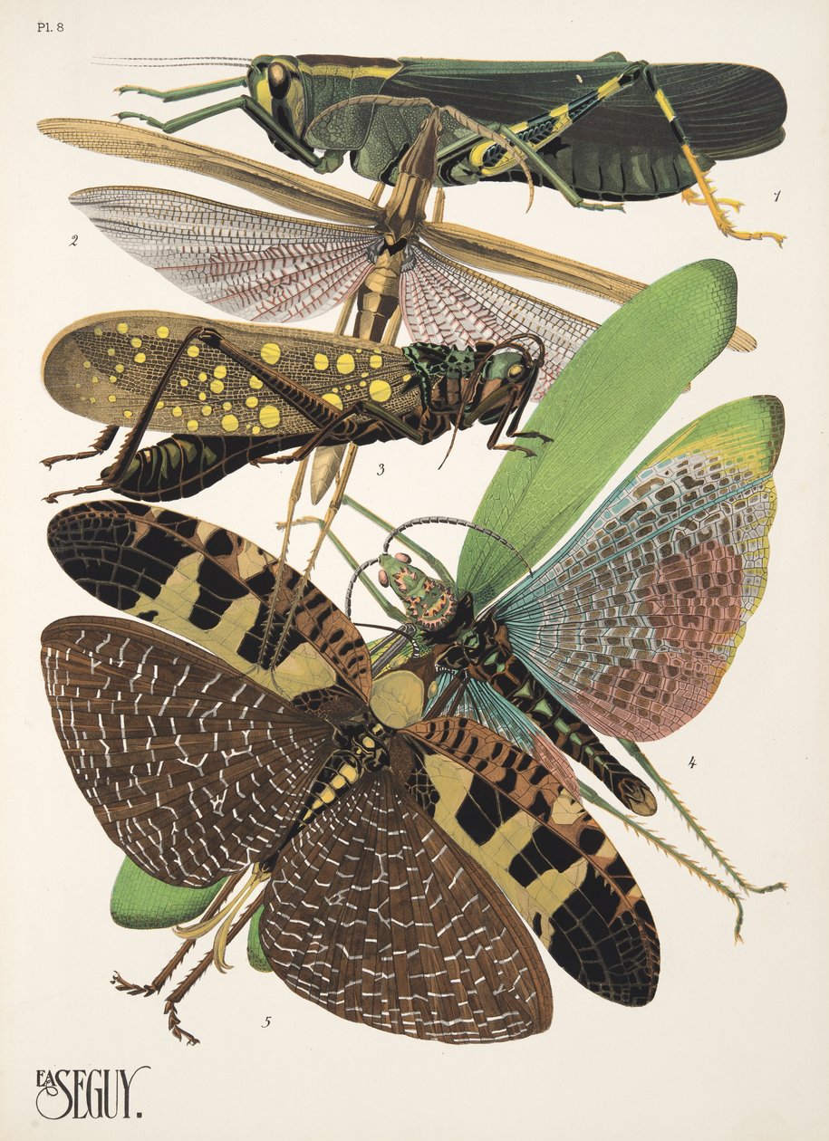 Plate 8 from Insectes, pub. 1930