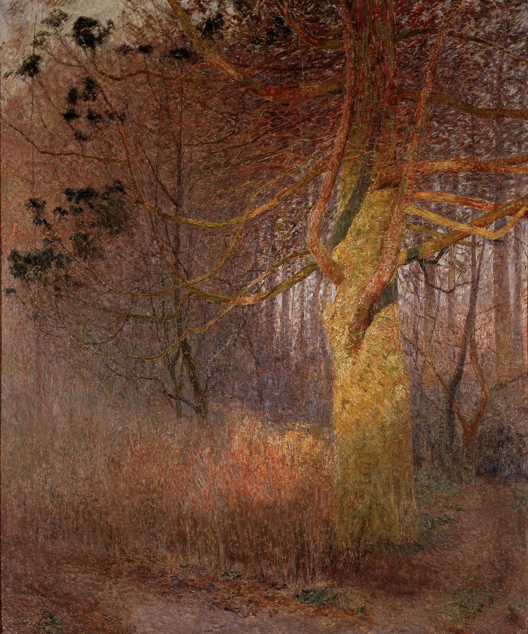 Tree in the Sun by Emile Claus