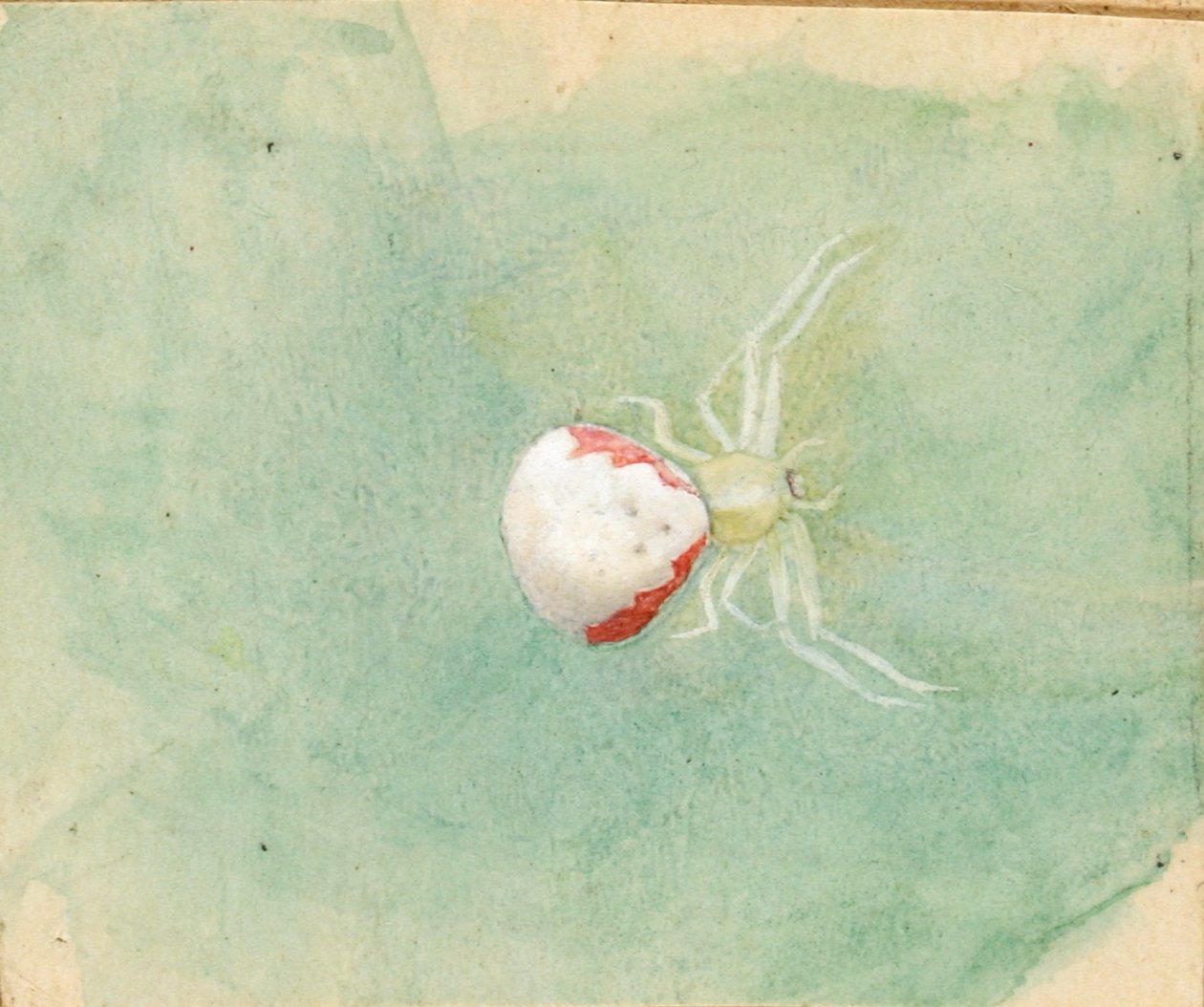 Porcelain-White Spider by Emma Beach Thayer