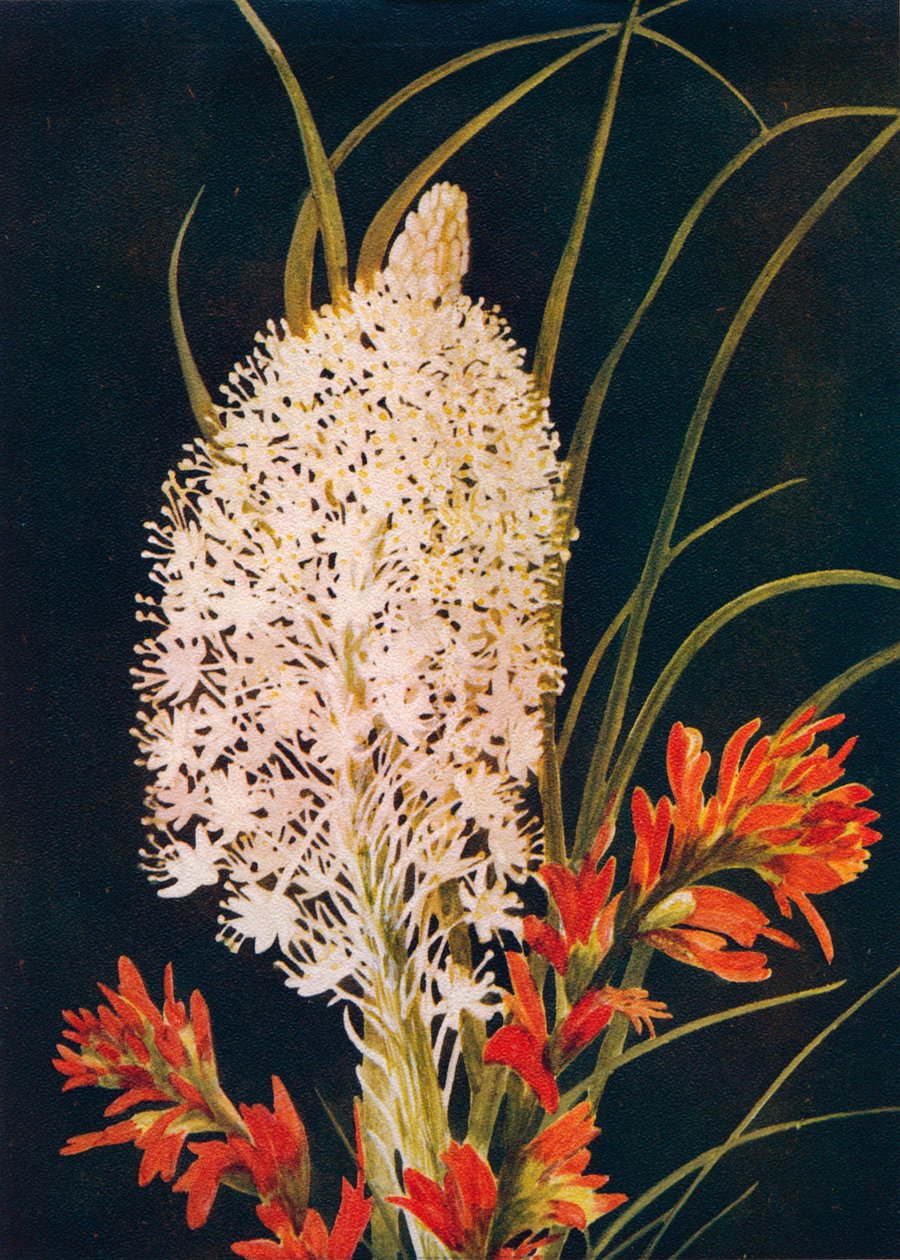 Squaw Grass and Scarlet Paint Brush by Emma Graham Clock