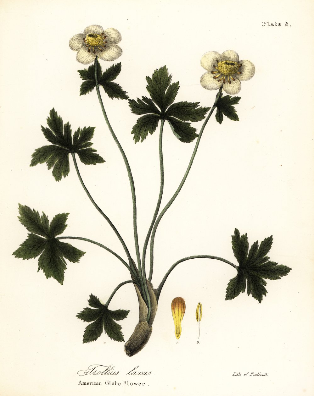 American Globe Flower or American Spreading Globeflower, Trollius laxus by Endicott Endicott