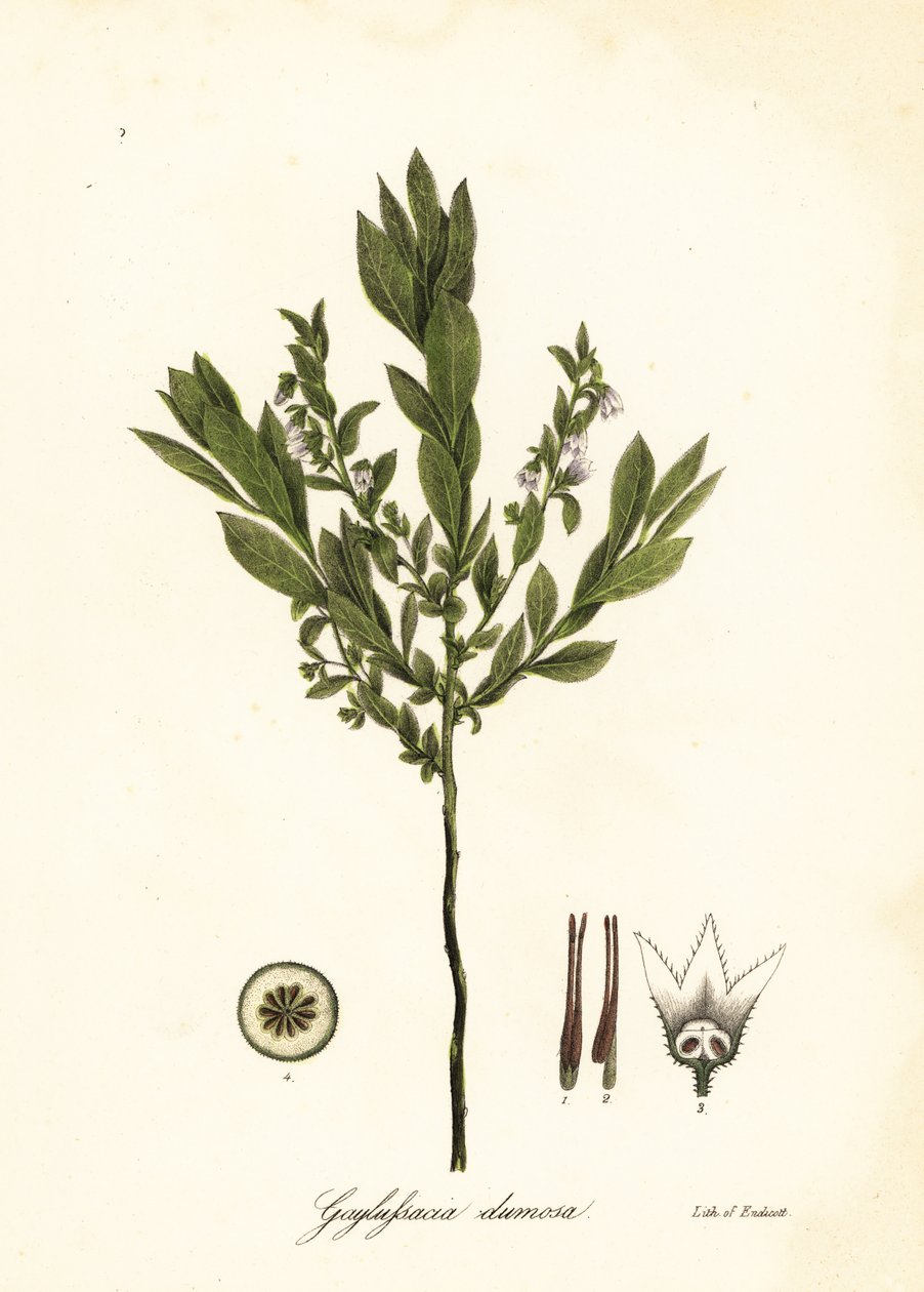Dwarf huckleberry, bush huckleberry or gopherberry by Endicott Endicott