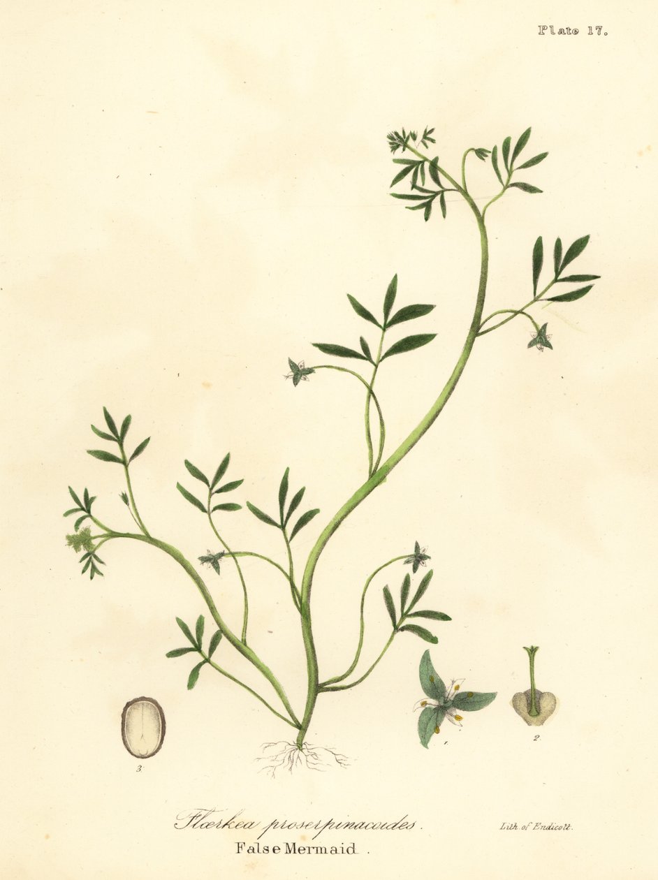False mermaid, Floerkea proserpinacoides by Endicott Endicott