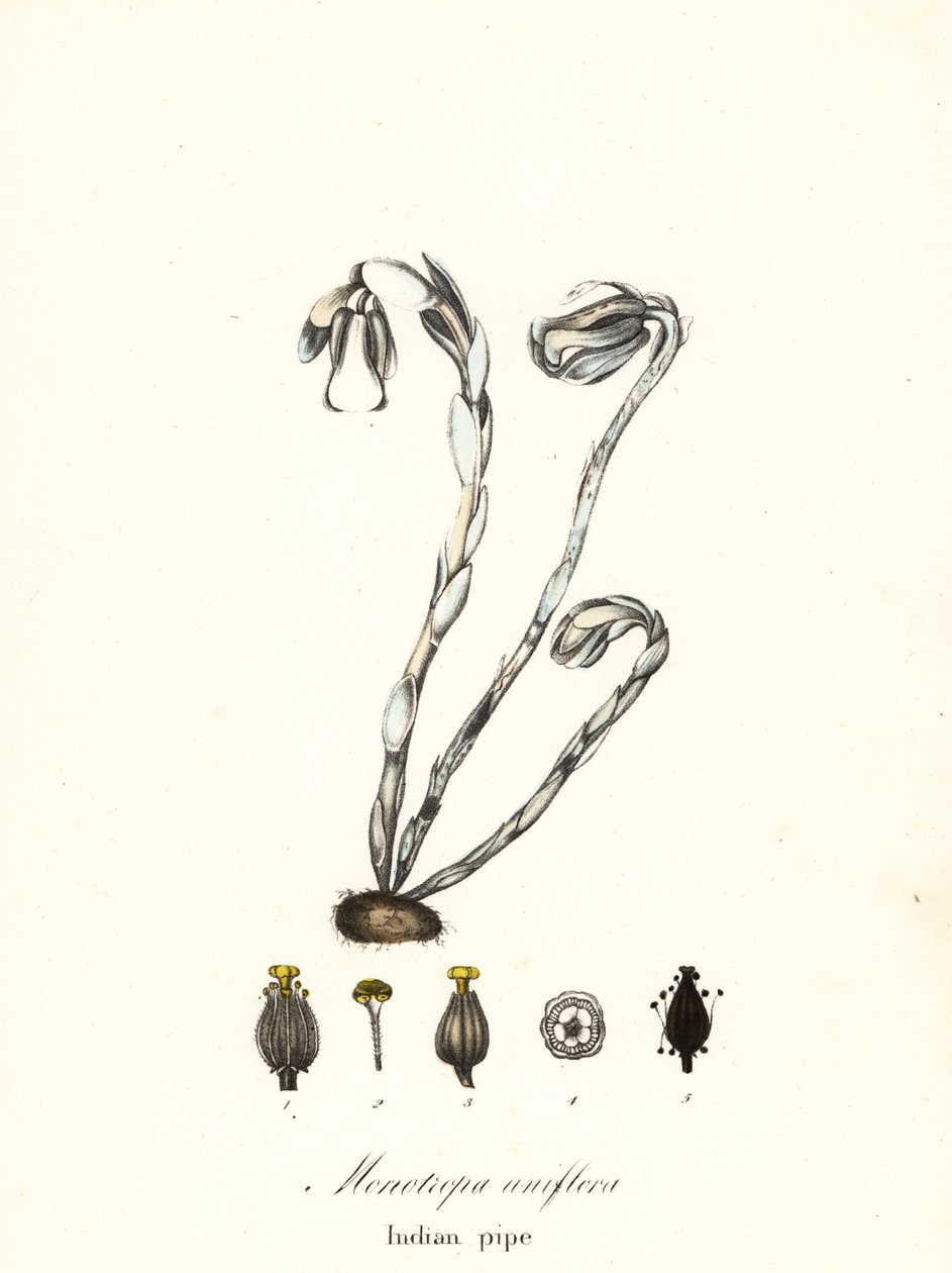 Ghost Plant, Ghost Pipe, Indian Pipe or Corpse Plant, Monotropa uniflora by Endicott Endicott