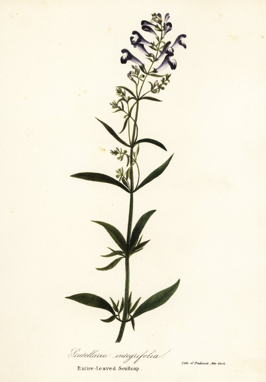 Helmet Flower, Helmet Skullcap or Entire-Leaved Scullcap, Scutellaria integrifolia by Endicott Endicott
