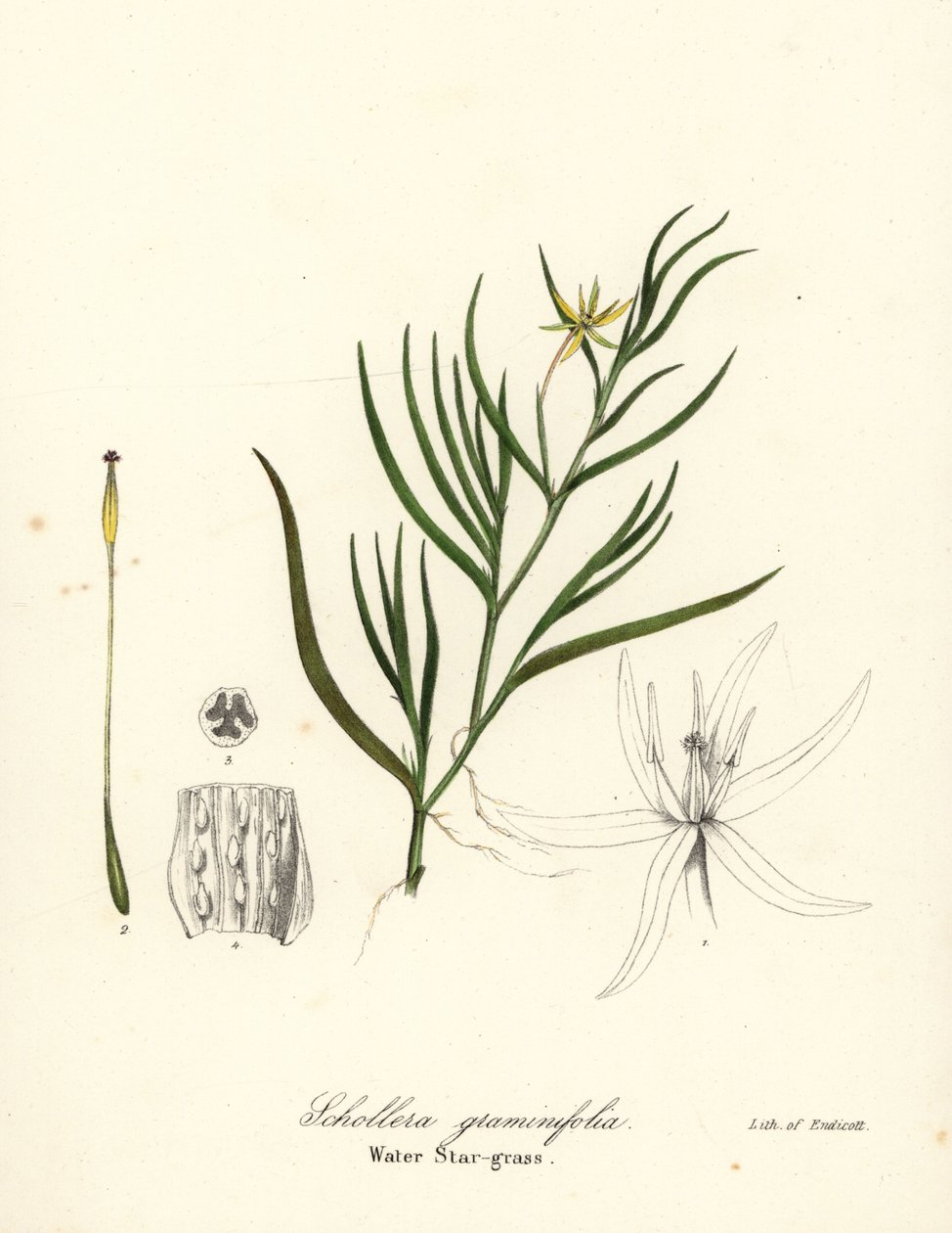 Mud Plantain or Water Hyacinth, Heteranthera Dubia (Water Star-grass, Schollera Graminifolia) by Endicott Endicott