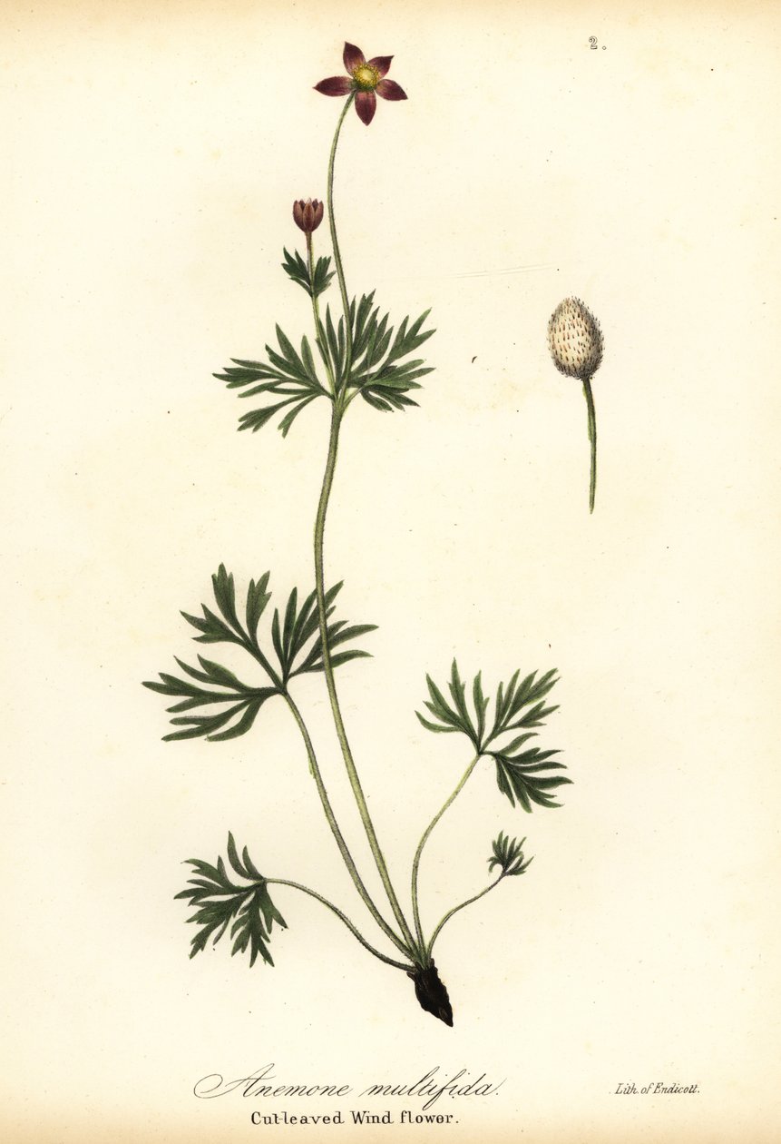 Pacific Anemone or Cut-leaved Windflower, Anemone Multiflida by Endicott Endicott