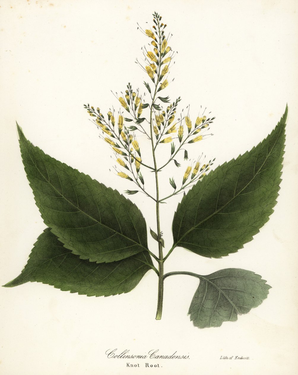 Richweed or knot root, Collinsonia canadensis