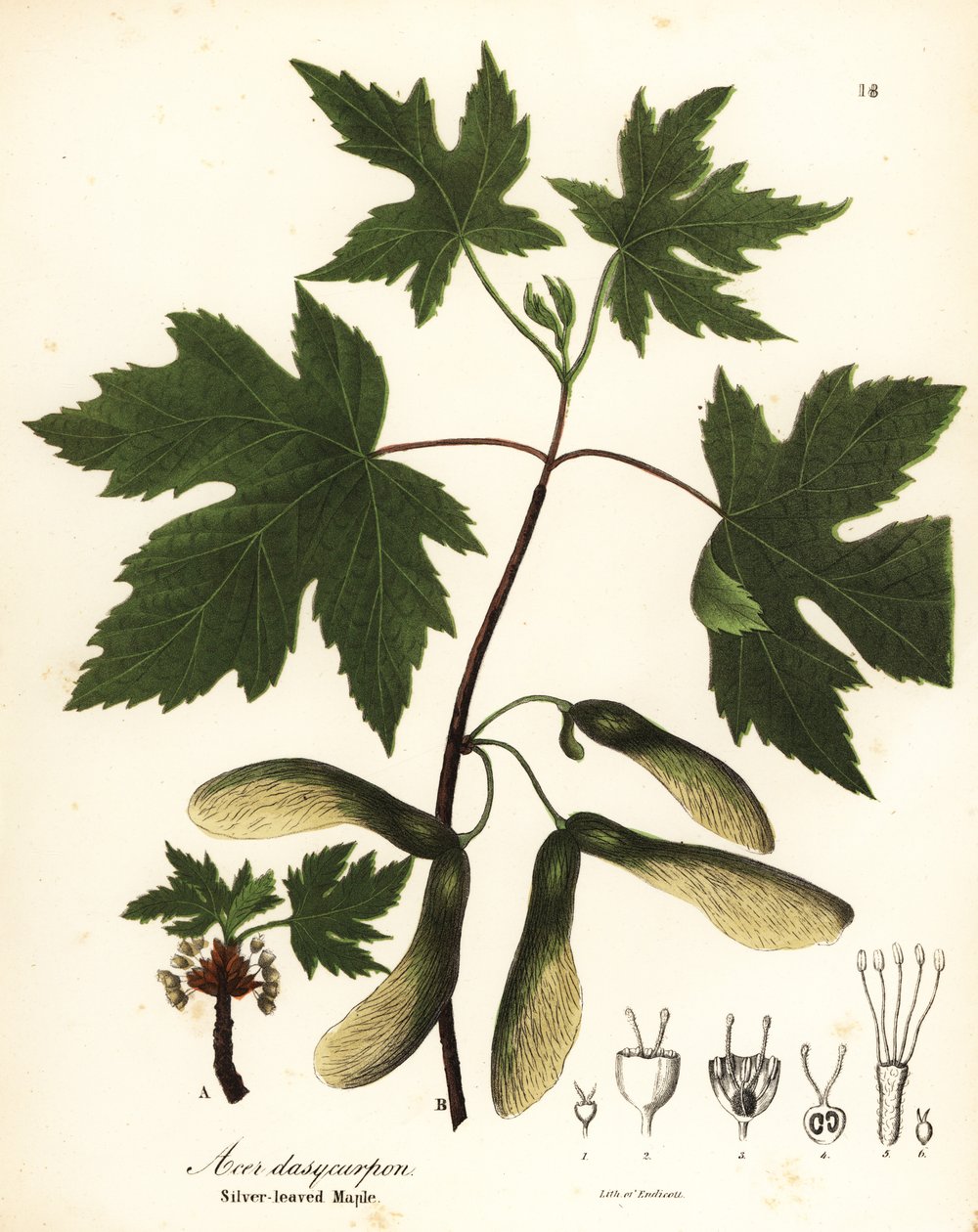 Silver Maple, Acer saccharinum by Endicott Endicott