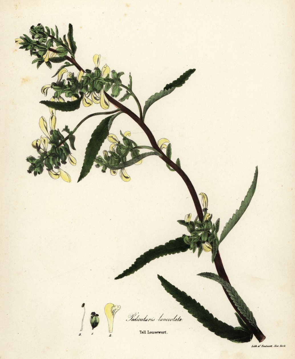 Tall Lousewort, Pedicularis lanceolata by Endicott Endicott