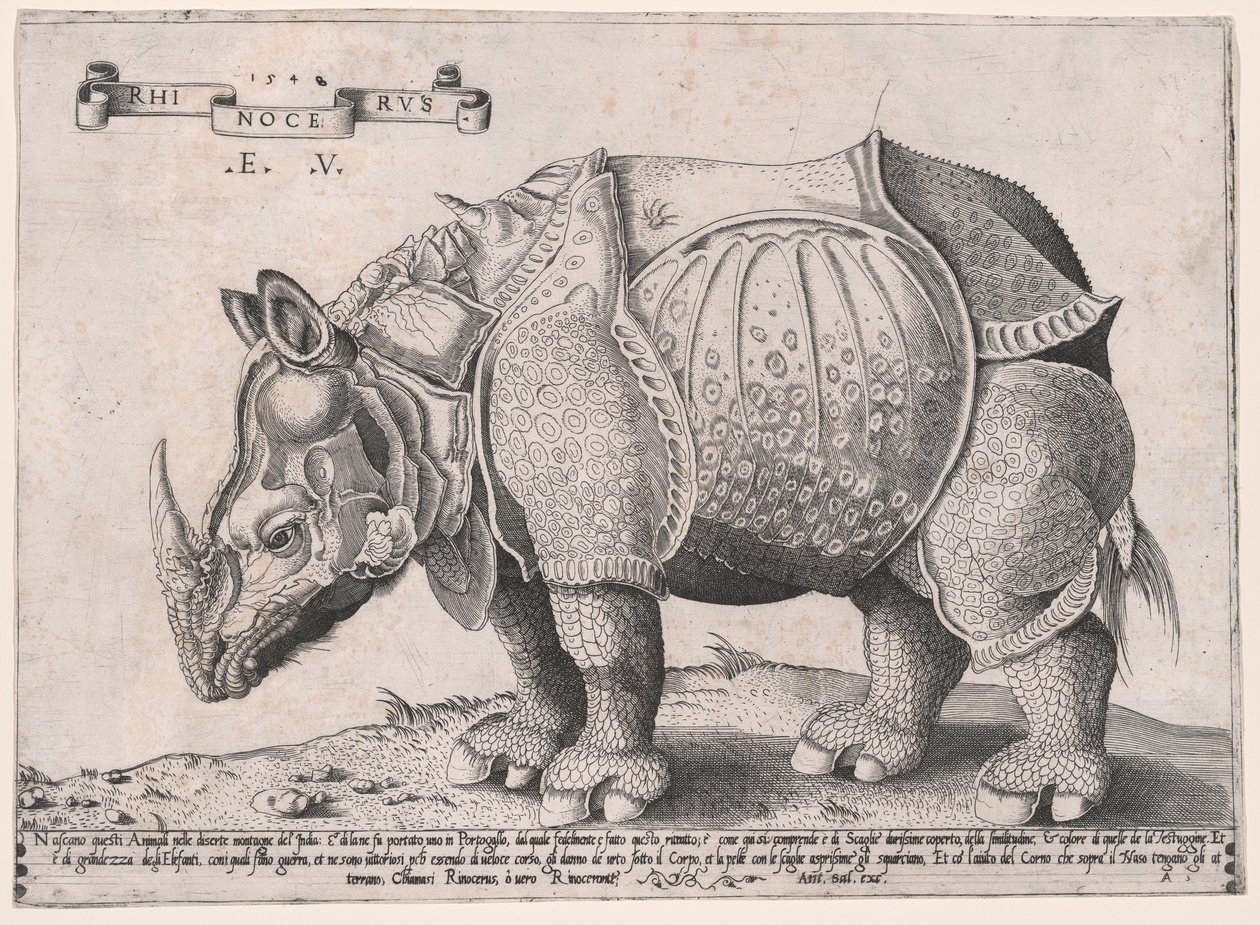 Rhinoceros by Enea Vico