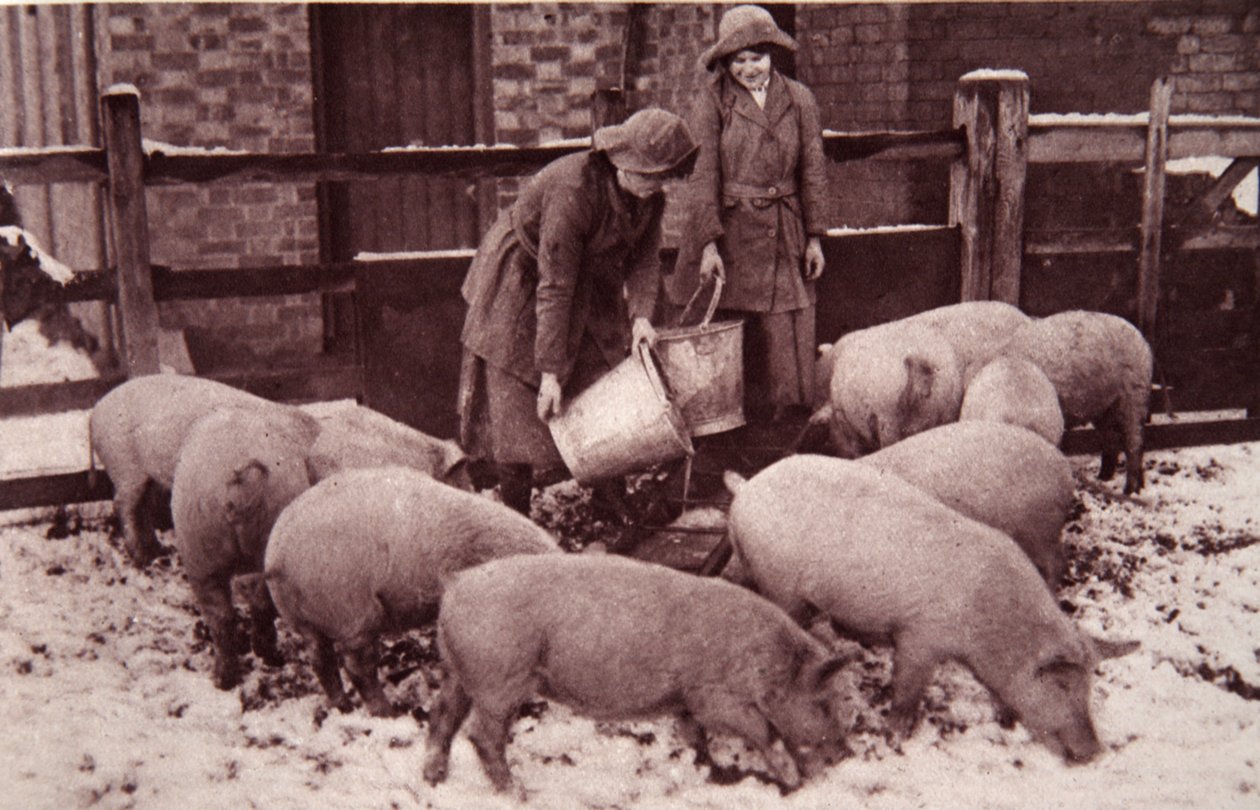 Feeding the pigs, illustration from 