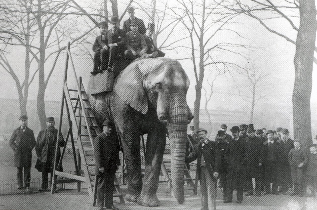Jumbo at Riding Steps ZSL London Zoo, Probably March 1882 by English Photographer