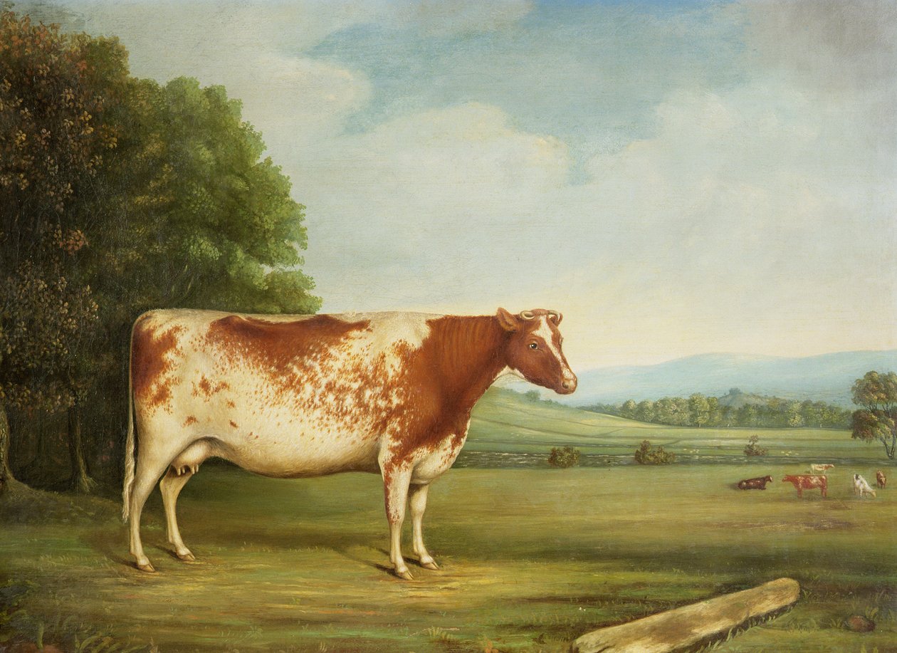 A Prize Shorthorn Cow in a Landscape by English School