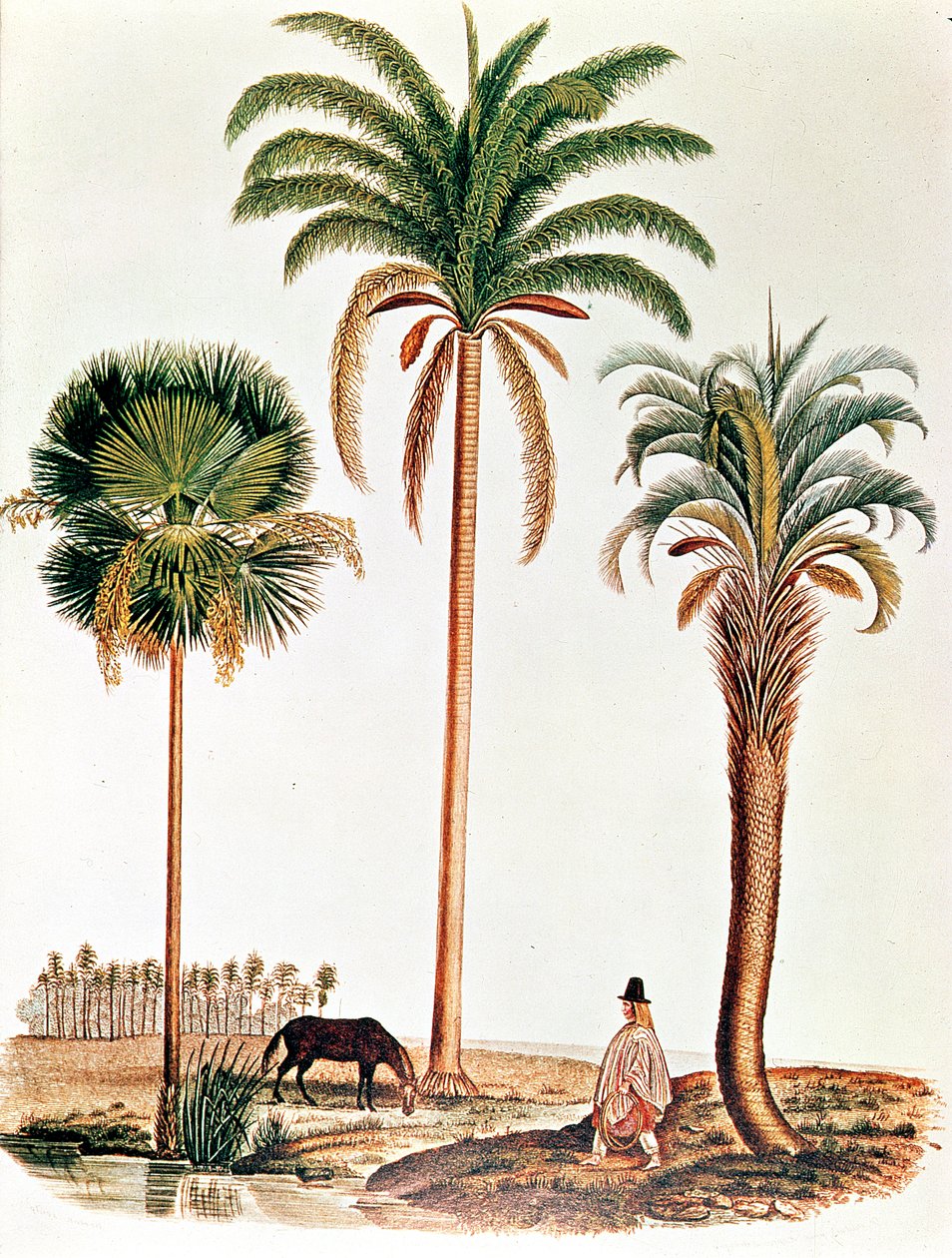 An Extract from Darwin on the Beagle Showing Three Types of Palm Tree by English School