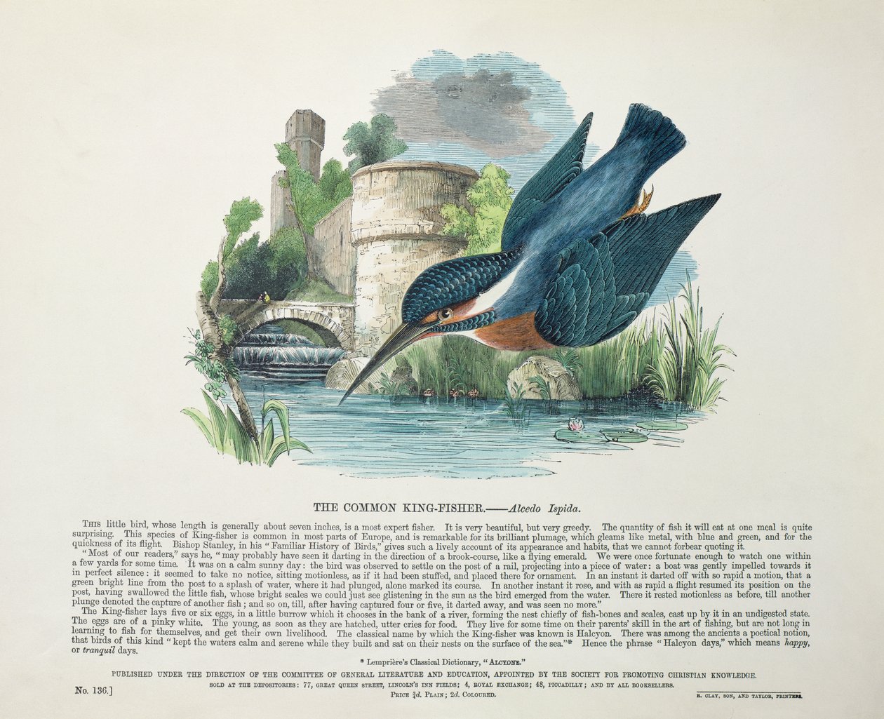 Common Kingfisher (Alcedo Ispida) by English School