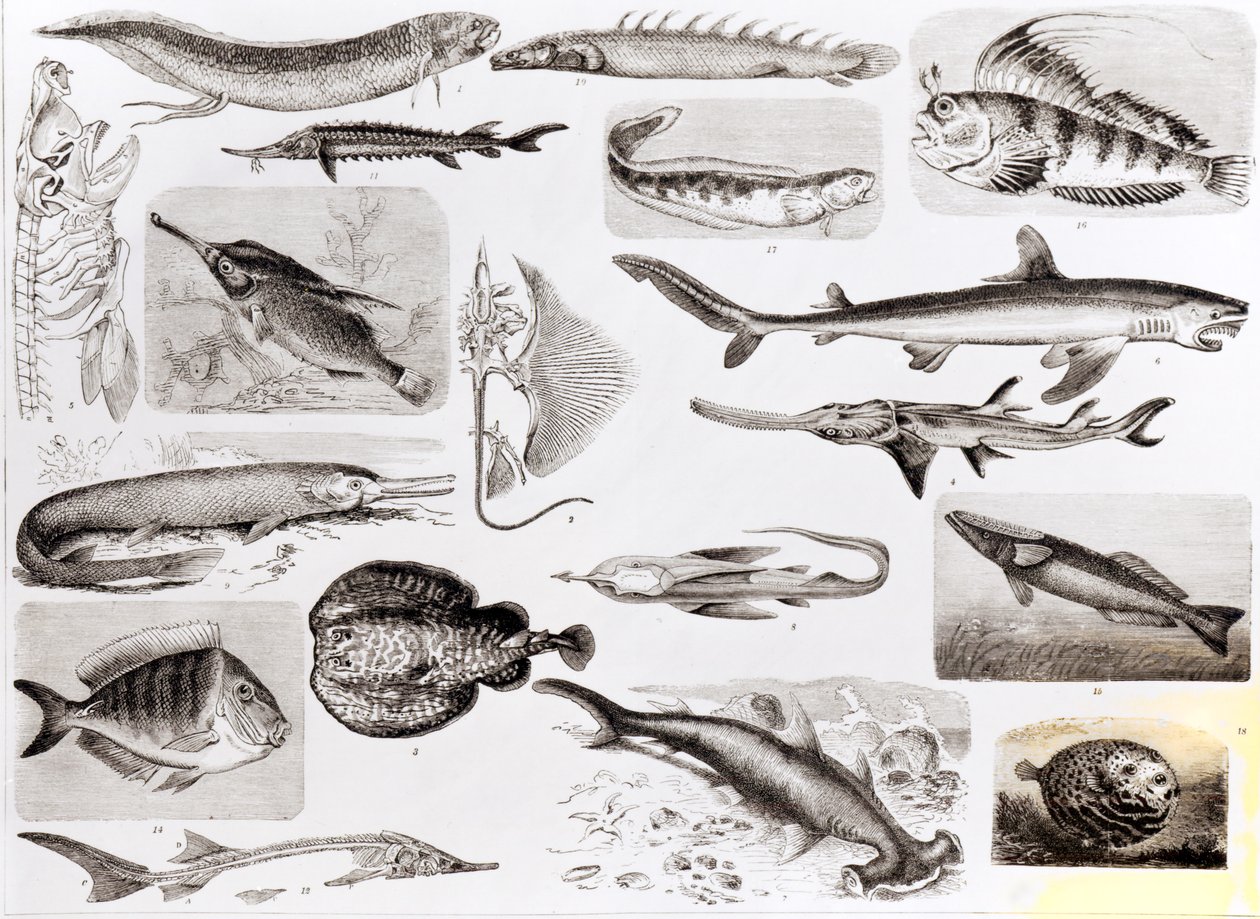 Ichthyology: Elasmobranch, Ganoid and Osseous Fishes by English School