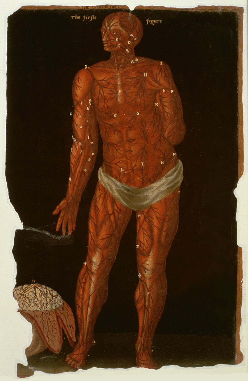 Ms Hunter 364 Table XI Dissection, from Anatomical Tables, by John Banister by English School