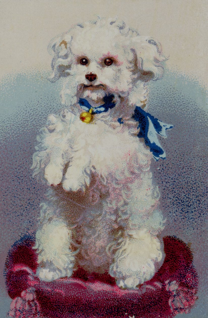 Poodle with Blue Ribbon by English School: Fine art print