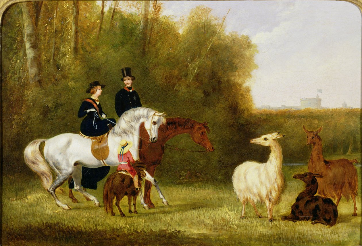Queen Victoria, Prince Albert and the Prince of Wales at Windsor Park with Their Herd of Llamas by English School
