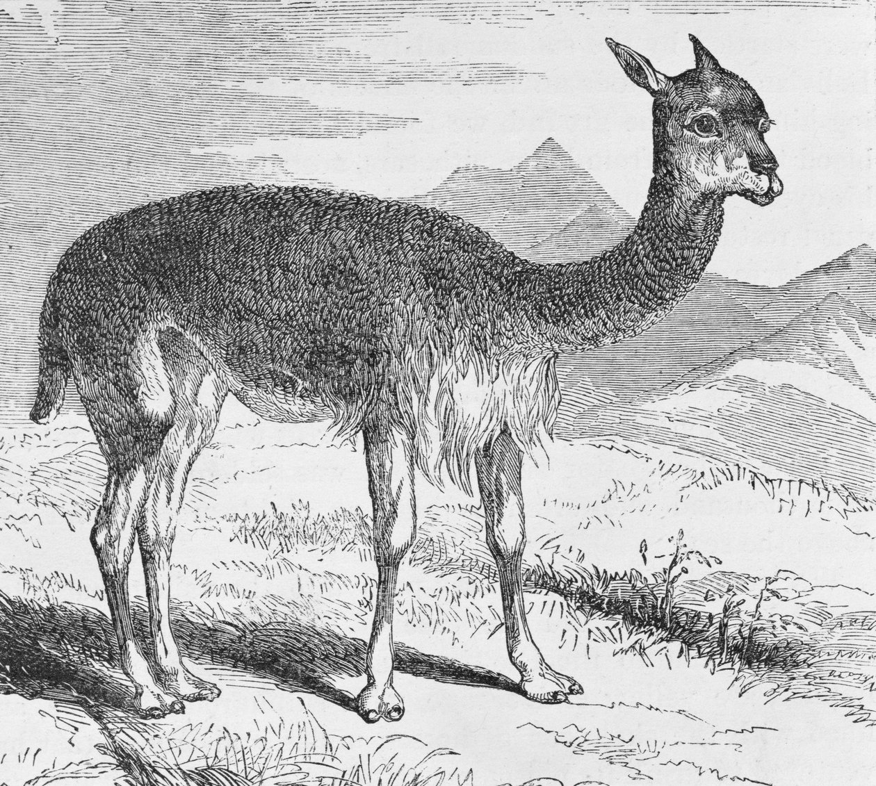 The Vicuna at the Rio de Azufre, from 