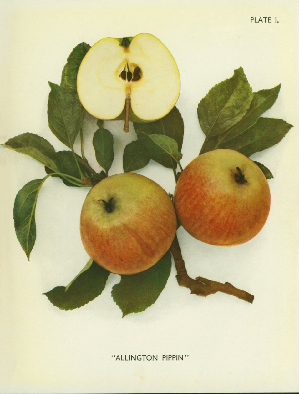 Apples of England: Allington Pippin by English Photographer