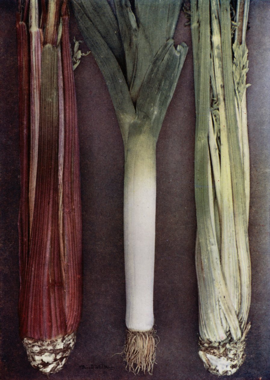 Celery and Leek by English Photographer