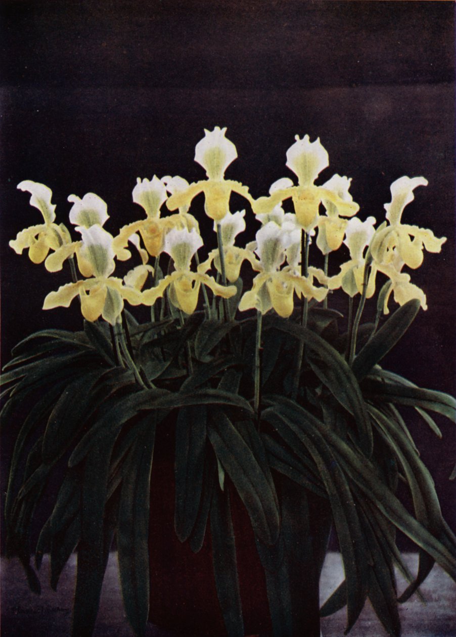 Cypripedium Insigne Sanderae by English Photographer