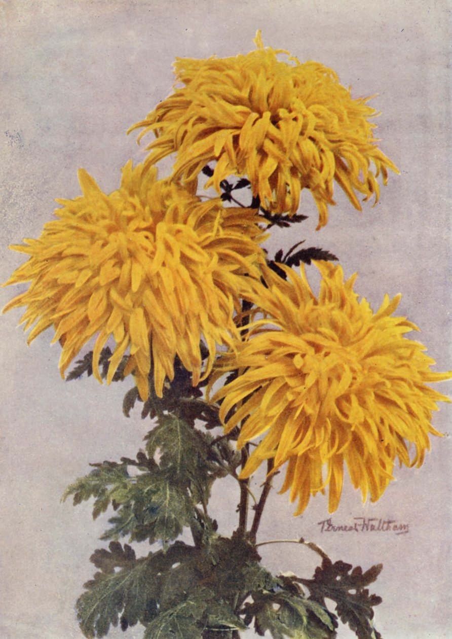 December Gold by English Photographer