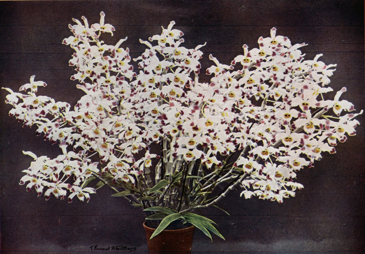 Dendrobium Wardianum by English Photographer