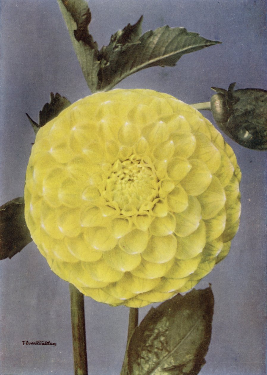 Fancy Dahlia, Mrs Saunders by English Photographer