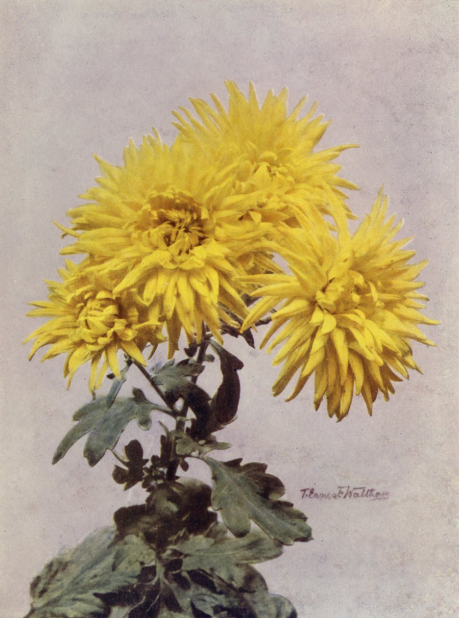 Horace Martin by English Photographer