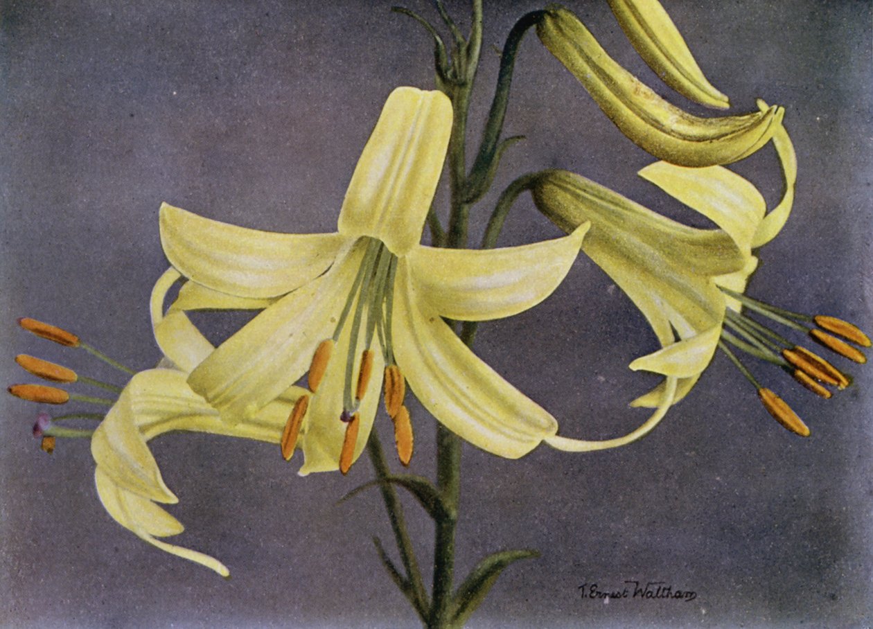 L Parryi by English Photographer