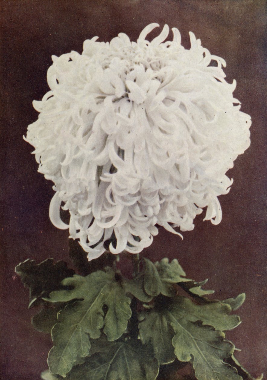 Mrs Gilbert Drabble by English Photographer