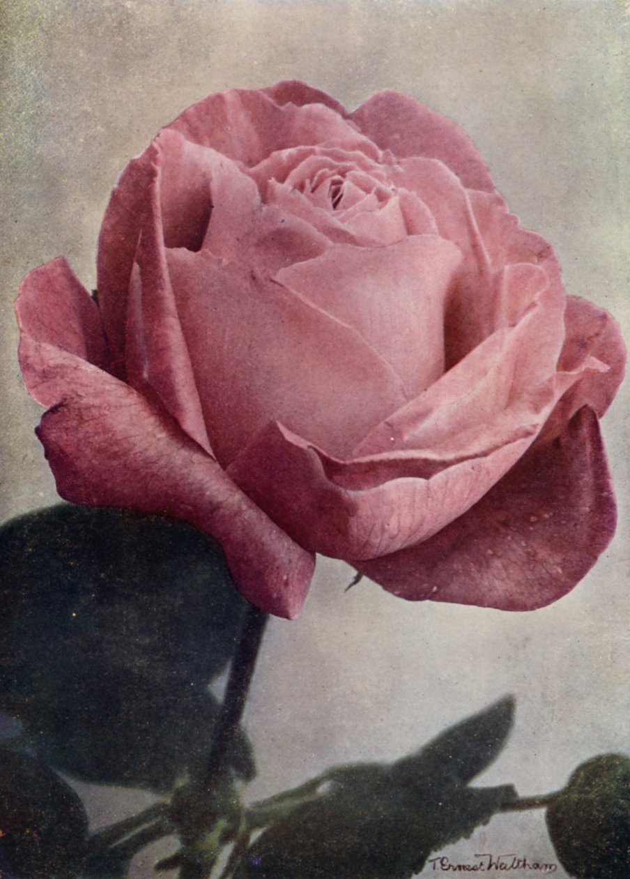 Mrs John Laing (HP) by English Photographer