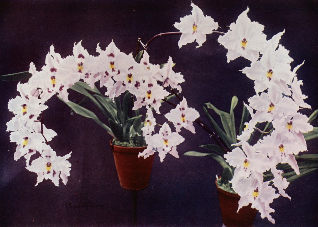 Odontoglossum Crispum by English Photographer