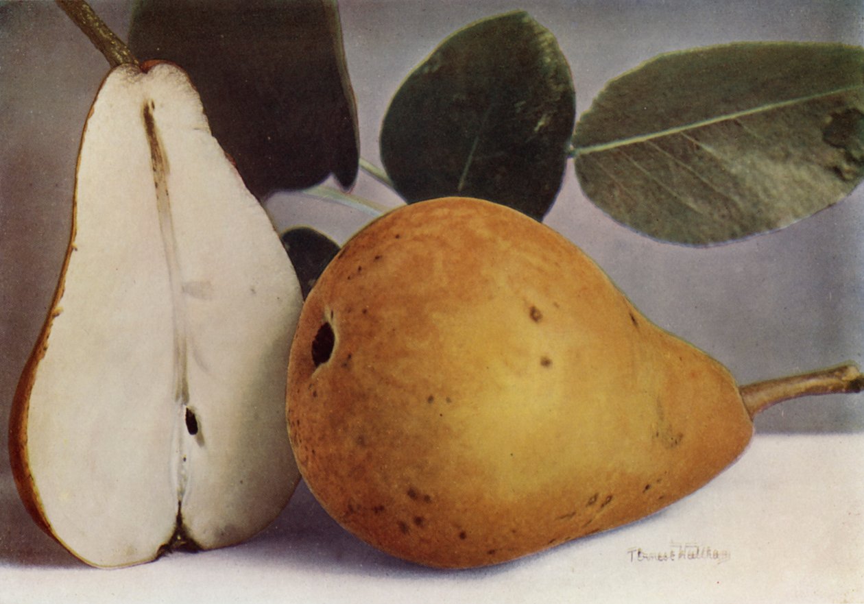 Pear, Durondeau by English Photographer