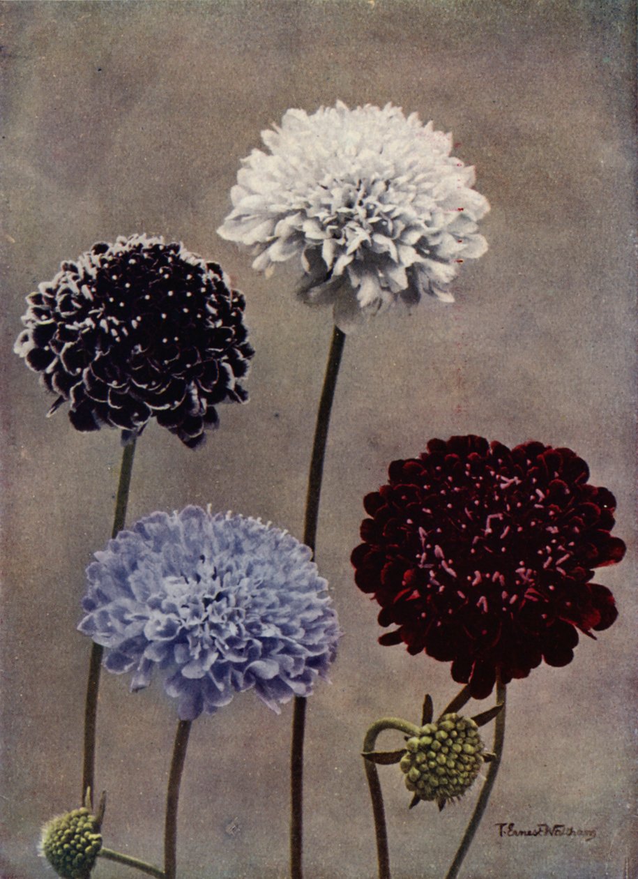 Sweet Scabious by English Photographer